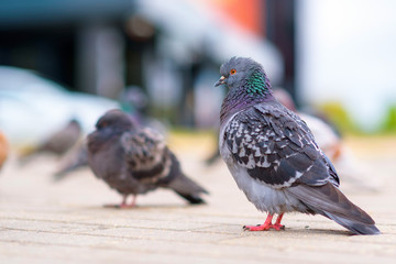Portrait of a pigeon on a city street in summer.