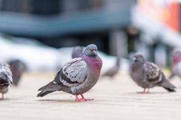 Portrait of a pigeon on a city street in summer.
