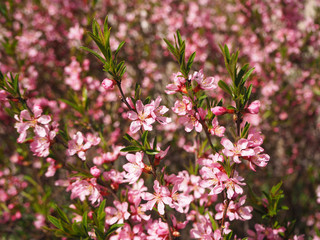 Tree branch with pink flowers blooming background