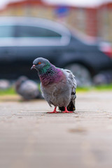 Portrait of a pigeon on a city street in summer.