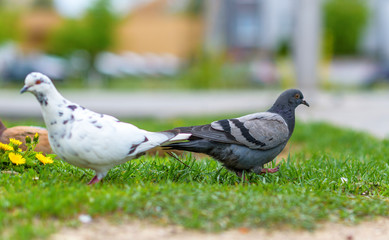 Portrait of a pigeon on a city street in summer.