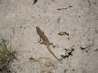 Erhard's wall-lizard, Podarcis erhardii