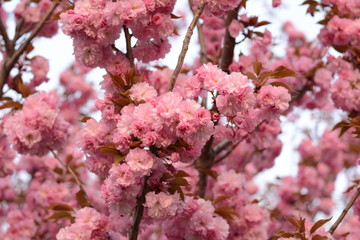 branch of pink Japanese cherry in blossom. Cherry Blossom or Sakura flower in springtime. Beautiful Pink Flowers. 