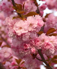 branch of pink Japanese cherry in blossom. Cherry Blossom or Sakura flower in springtime. Beautiful Pink Flowers. 
