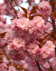 branch of pink Japanese cherry in blossom. Cherry Blossom or Sakura flower in springtime. Beautiful Pink Flowers. 