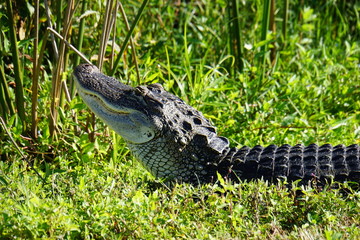 Alligator in wetlands