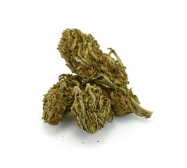 Close up of indica prescription and recreational medical marijuana flower bud isolated on white...