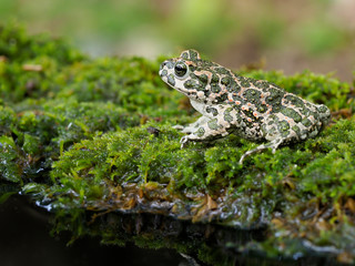 European green toad, Bufo viridis
