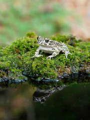 European green toad, Bufo viridis