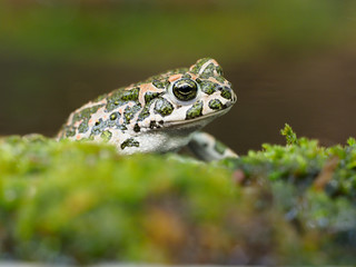European green toad, Bufo viridis