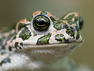 European green toad, Bufo viridis