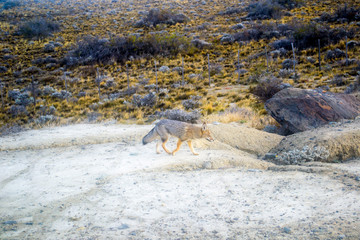 fox hunting