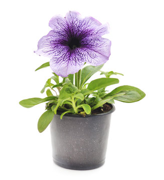 Purple petunia in a pot.
