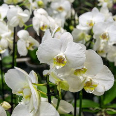 Naklejka na ściany i meble Beautiful white orchid flowers in the greenhouse.