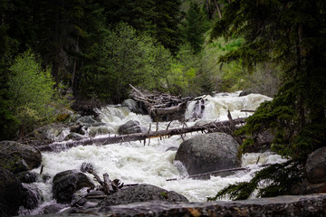 Stream rushing through forest