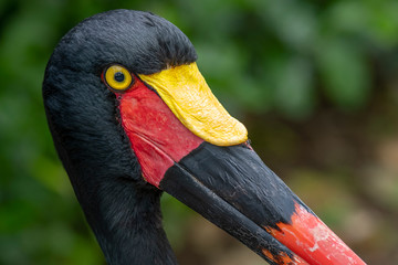 Saddle-billed Stork (Ephippiorhynchus senegalensis), Native to  Africa