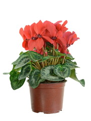 red flower of cyclamen in a pot isolated on white background