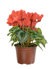 red flower of cyclamen in a pot isolated on white background