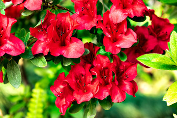 The red flowers of Indian azalea in bloom
