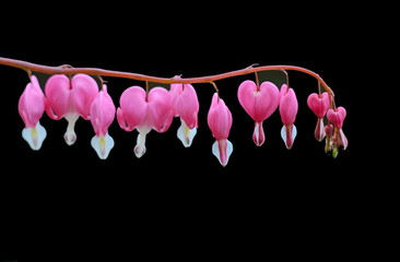 Bleeding heart flower isolated on black background. Bleeding heart, Lamprocapnos spectabilis, in...