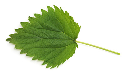 Green leaf nettle.