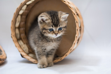 kitten scottish british cat burma munchkin animals