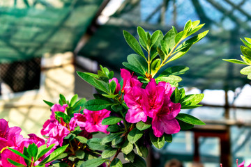 Fototapeta na wymiar The pink flowers of Indian azalea in bloom