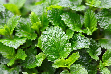 Lemon balm growing in the garden. 