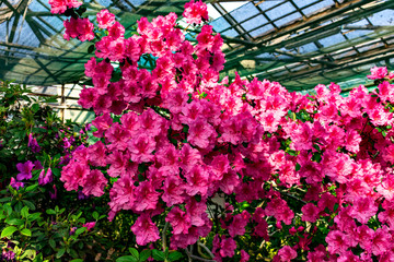 The pink flowers of Indian azalea in bloom