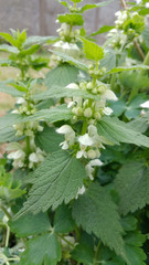 White Nettle (Lamium album)