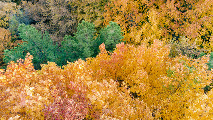 Aerial View of Colorful Forest