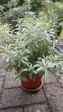 White Sagebrush (Artemisia ludoviciana) in a flowerpot
