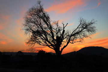 Fototapeta na wymiar árvore ao pôr-do-sol