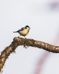 Great tit on a mossy branch.