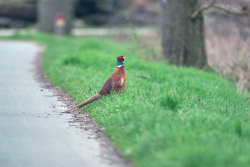 Male pheasant on the roadside.