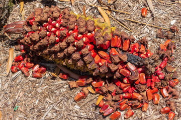 Gorongo Cycad (Encephalartos manikensis) open cone closeup - Davie, Florida, USA