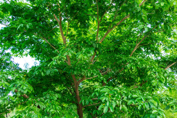 Verawood tree (Bulnesia arborea) - Davie, Florida, USA