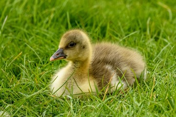 A gosling sitting on grass. The young bird is yellow and fluffy, side on to the camera.