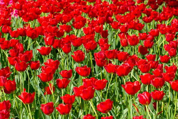 チューリップ畑