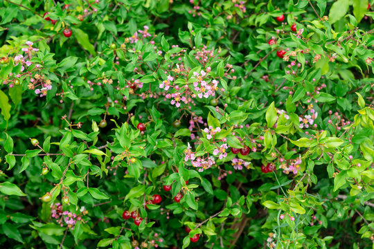 Barbados cherry a.k.a. wild crapemyrtle a.k.a. acerola (Malpighia glabra) with pink flowers and red berries - Davie, Florida, USA
