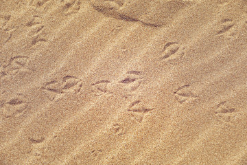 Fototapeta na wymiar Strand Spuren im Sand