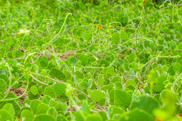 folhas verdes