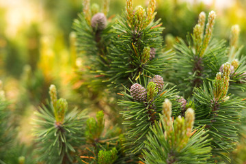 Decorative pine tree grows in the garden in the sun.