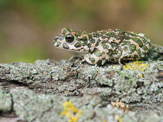 European green toad, Bufo viridis