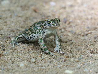 European green toad, Bufo viridis