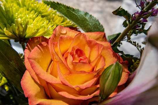 yellow rose