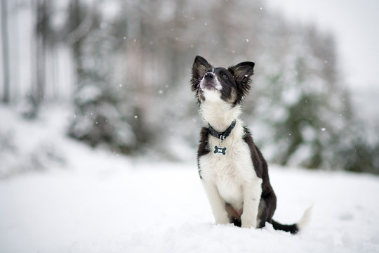 Border Collie puppy watching snowfall