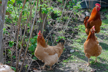 Two hens and a rooster walk in the backyard. Poultry in a natural habitat. Hens walk among the green grass in the village.