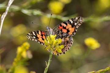 Painted Lady Butterfly feeding from a mustard flower on the California coast. Wings spread, facing the camera, eyes visible. 