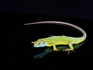 European green lizard, Lacerta viridis